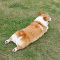 可愛すぎ♡足が短い犬…