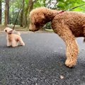 犬の散歩で『自分よ…