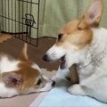 「おもちゃが欲しい…