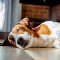 犬がよくする『寝相…