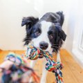 なぜ？犬が『おもち…