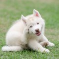 犬が体を掻く時の心…