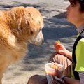 犬の前でご飯を食べ…