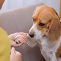 愛犬のために『怒る…