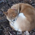 犬が丸まって眠る『…