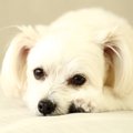 犬が飼い主の顔を見…