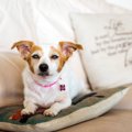 犬が白内障になって…