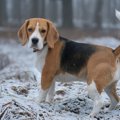 犬が『ゆっくりとし…