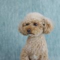 犬を飼うとわかる大…