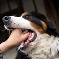 実際に実践した子犬…