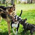 超危険！犬だけで遊…