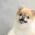 犬の『ストレススマ…