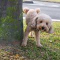犬が膀胱炎になって…