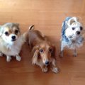 愛犬が足をひきずる…