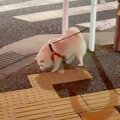 『居るはずのない飼…