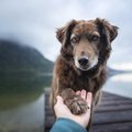 一人暮らしの飼い主…