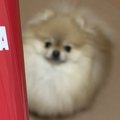 コップの写真を撮ろ…