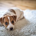 愛犬のお留守番中に…