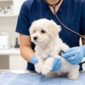 犬の病気を『早期発…
