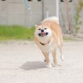 犬が散歩でテンショ…