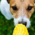 犬に『トウモロコシ…