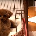 もしかして天才…？す…