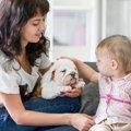 犬のしつけと人間の…