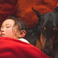犬と『一緒に寝る』…