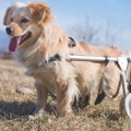 足が不自由な犬を飼…