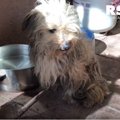 捨てられて餓死寸前……