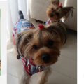 犬のデンタルケア！…