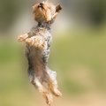 実は危ない？犬の「…