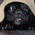 愛犬が臆病な性格に…