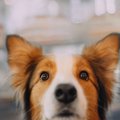 犬が耳をピンと立て…