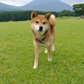 ドッグレスキュー「…