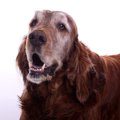 犬の年齢ギネス記録…