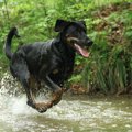 犬にとっては危険？…