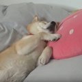 柴犬さん、たくさん…