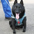 犬は躾だけで懐いて…