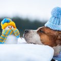 犬はどれくらいの寒…