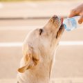 犬が『暑すぎてキツ…