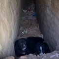 排水路に住み着いた…