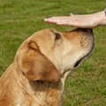 将来の作業犬の強力…
