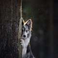犬が『人見知り』を…