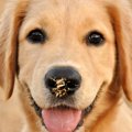 愛犬が「ホリホリ」…