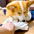 犬が『大好きなお兄…