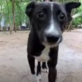 路上で病気の子犬を…