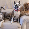 愛犬はどう？『犬か…
