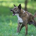 『気が強い犬』の特…
