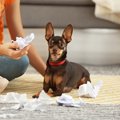 犬がいたずらをして…